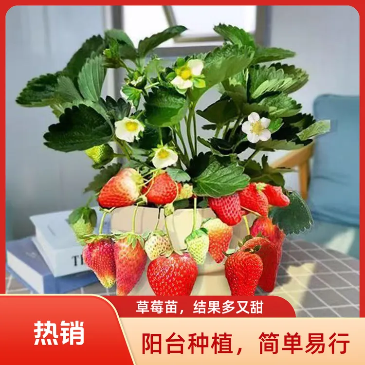 【草莓苗现挖现发】四季草莓苗带土球发货易成活室内室外盆栽绿植