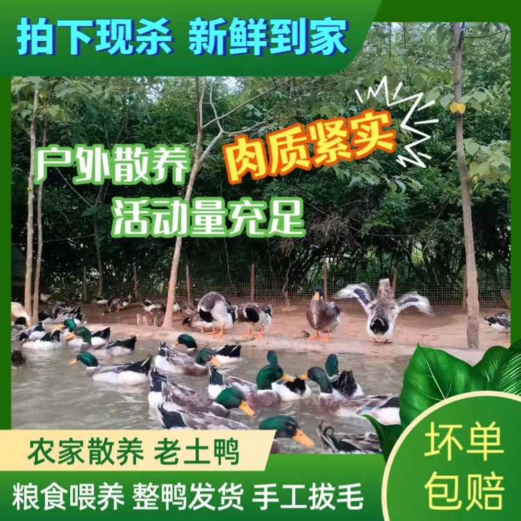 【散养土鸭不腥不柴】湖南永州宁远本地老鸭绿头鸭青头鸭血鸭啤酒鸭