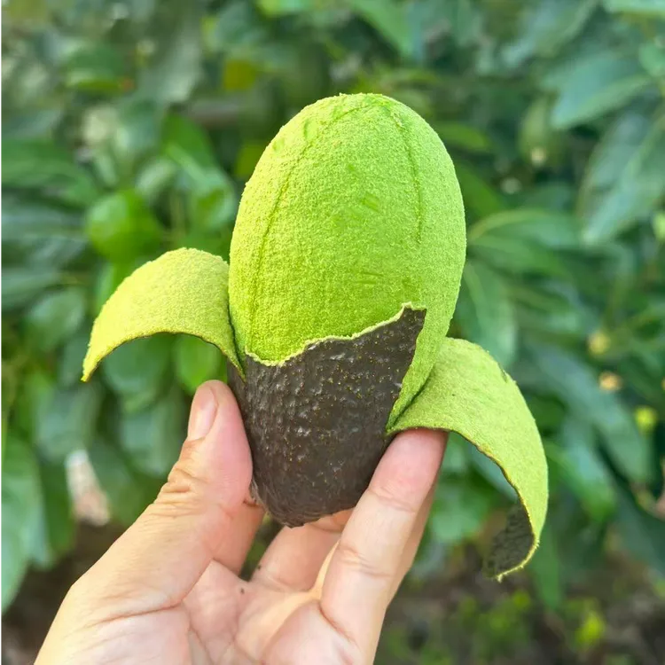 【国产云南基地】哈斯牛油果产地现摘软糯绵密无黑丝CZG2