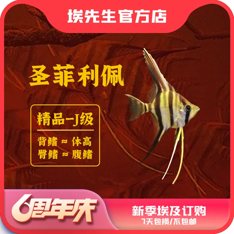 六周年庆新季埃及神仙圣菲利佩6只以上订购（入缸7天包损不包邮）