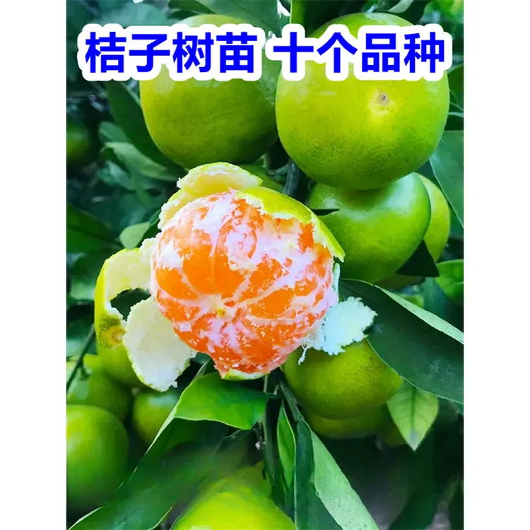 桔子树苗嫁接青皮蜜桔树苗黄岩蜜橘树苗南北方盆栽地栽苗