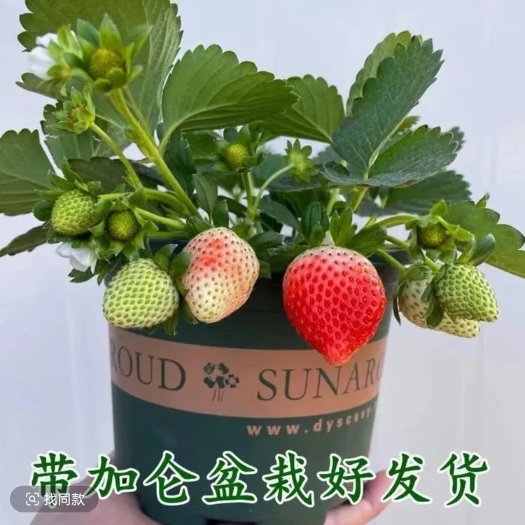 （带花带果带盆）草莓盆栽好养植物阳台种植草莓苗盆栽种植好养易活