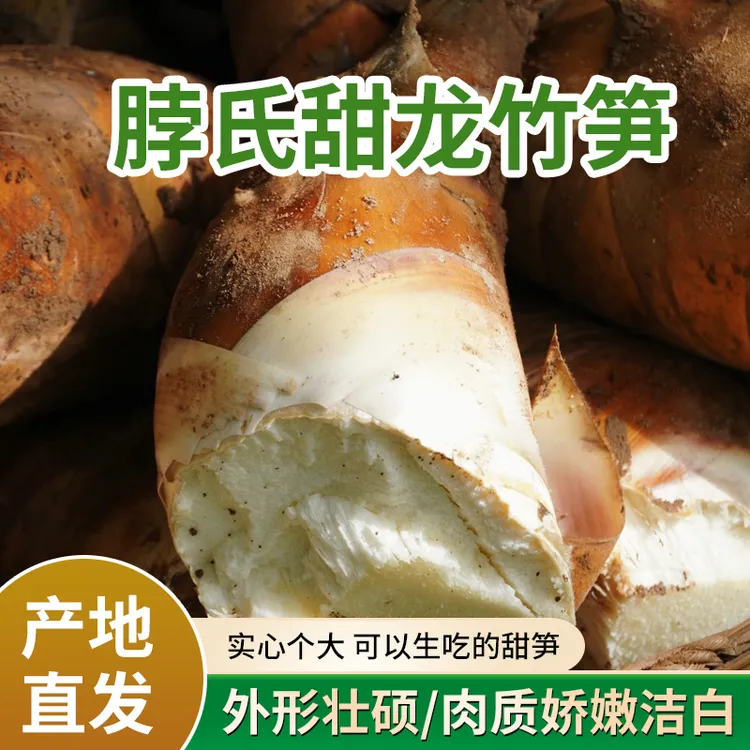 脖氏甜龙竹笋现挖现发新鲜甜龙竹笋可生吃的甜笋