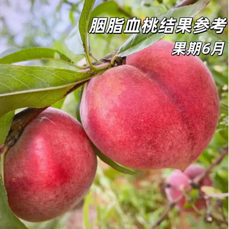 新品种嫁接胭脂血桃树苗甜度21当年结果南北方种植耐寒嫁接果树苗