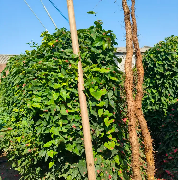 富硒铁棍山药怀山药核心产区竹林富硒重壤土垆土距太行山最近山药