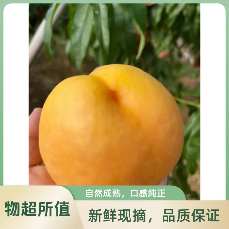 正宗平谷大桃-黄油桃
