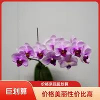 悠花里蝴蝶兰【绝代双骄】全花开花珠发货