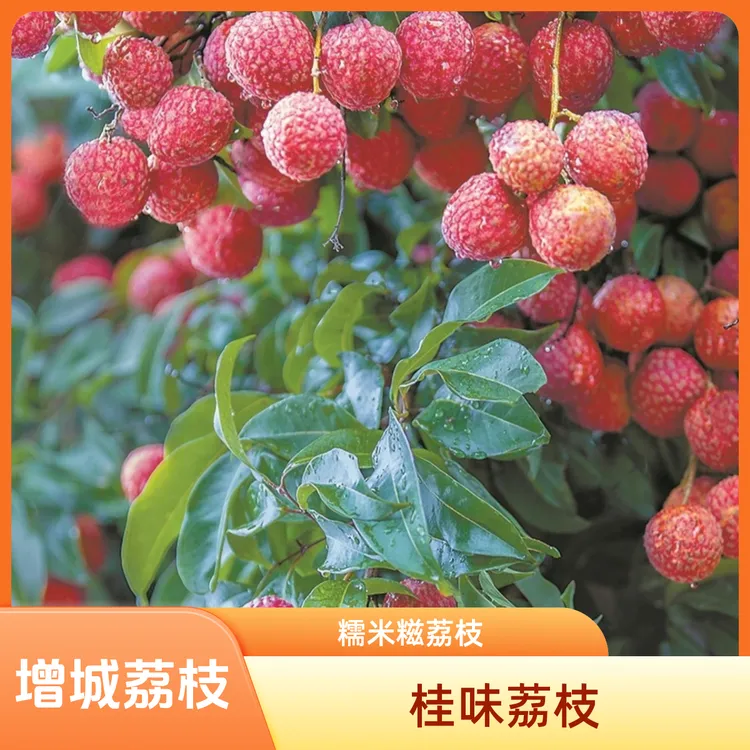 【桂味糯米糍】广东新鲜现摘鲜荔枝2斤5斤10斤
