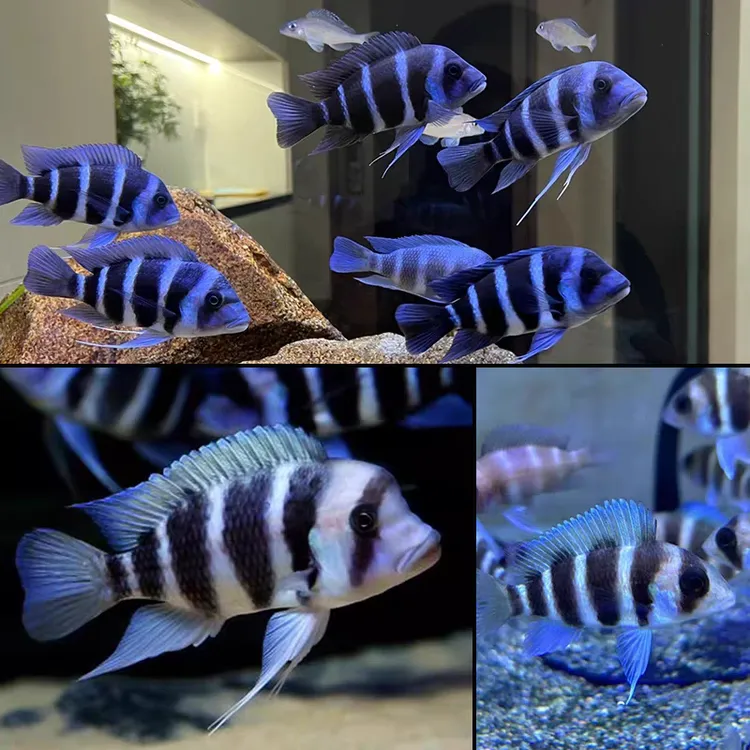 萨伊蓝六间鱼三湖慈鲷野萨伊蓝纯蓝色六间淡水观赏鱼热带观赏鱼