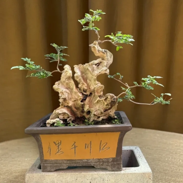 黄荆老桩舍利一张皮盆景室内好活易养茶台办公室微盆景阳台造型树