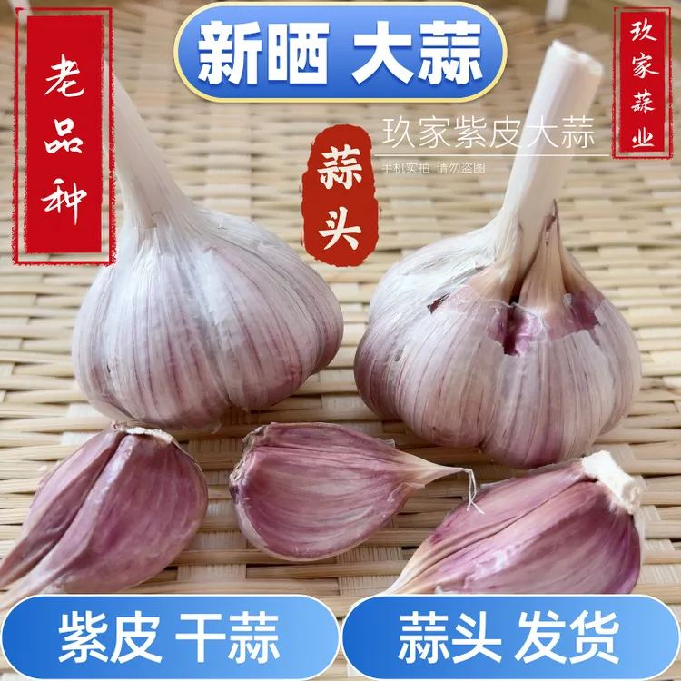【老品种】紫皮大蒜  【蒜头】【 蒜瓣】 苔蒜 可吃可种 新干蒜 香蒜 