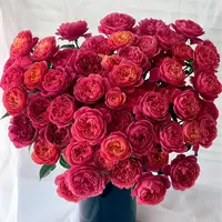 【云舍花卉】【绝色果汁】多头玫瑰 任意满两单及以上鲜花包邮发货