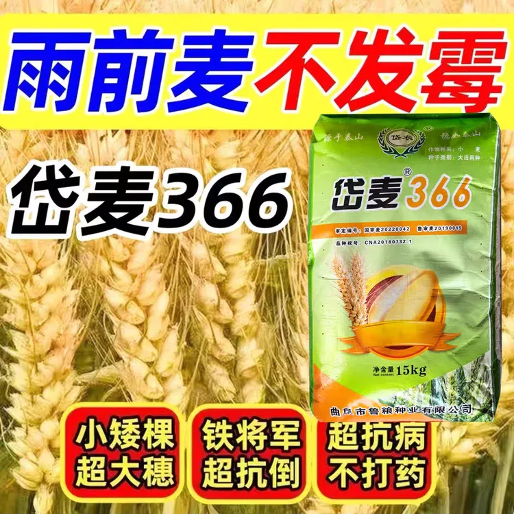 岱麦366种子高产稳产穗大矮杆抗倒伏力强耐寒优质原种当季新种