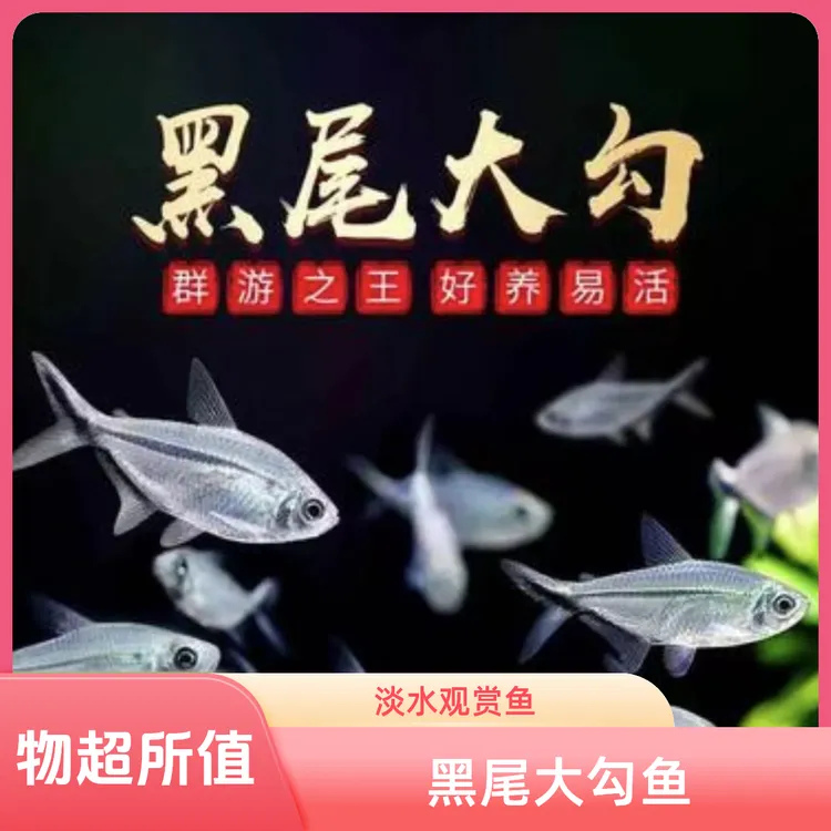 黑尾大勾群游鱼之王淡水热带小型低氧耐活观赏鱼