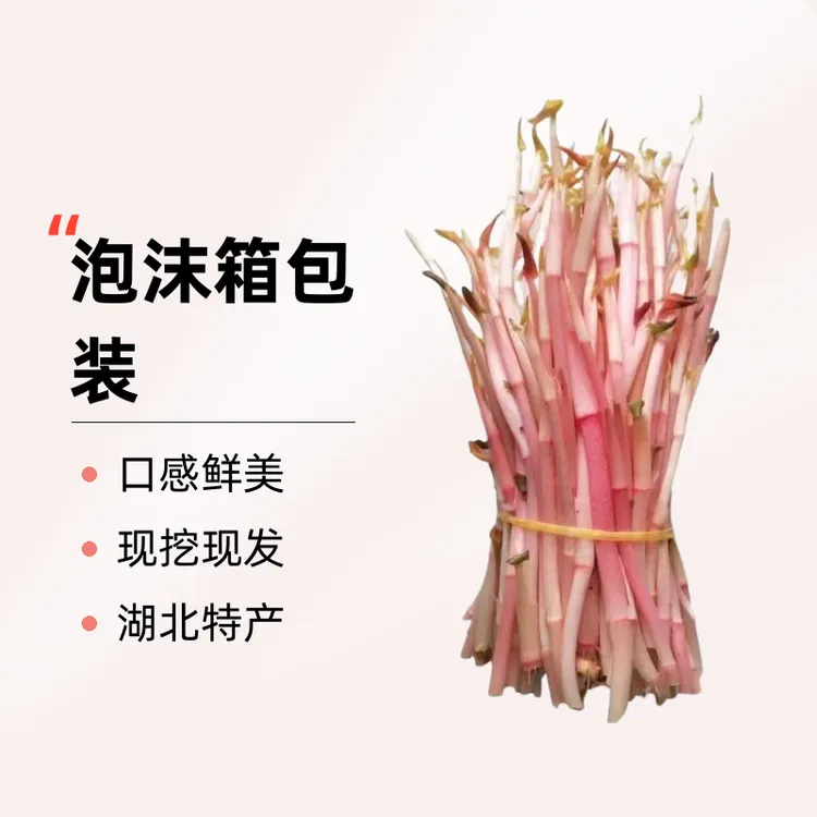 湖北特产应季蔬菜鱼腥草嫩芽现挖现发农家折耳根凉拌