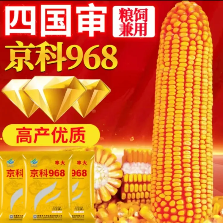 四国审丰大京科968 【耐高温一粒不少】抗旱能力强  真正抗病超高产