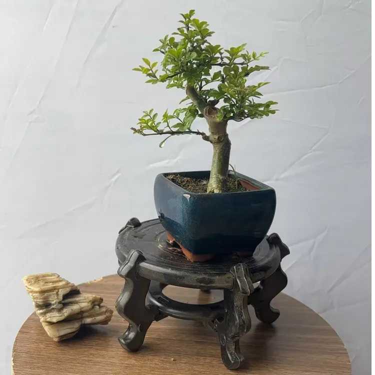 对节白蜡盆景盆栽室内桌面绿植好养活可作茶室办公室禅意摆件