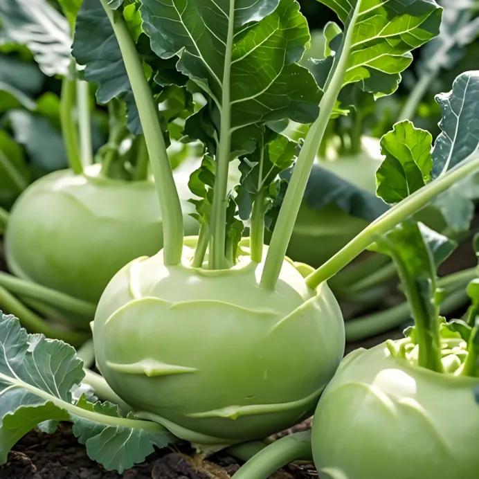 青苤蓝苗四季播青菜种籽仔阳台菜籽盆栽籽种蔬菜孑春季大全苤蓝菜