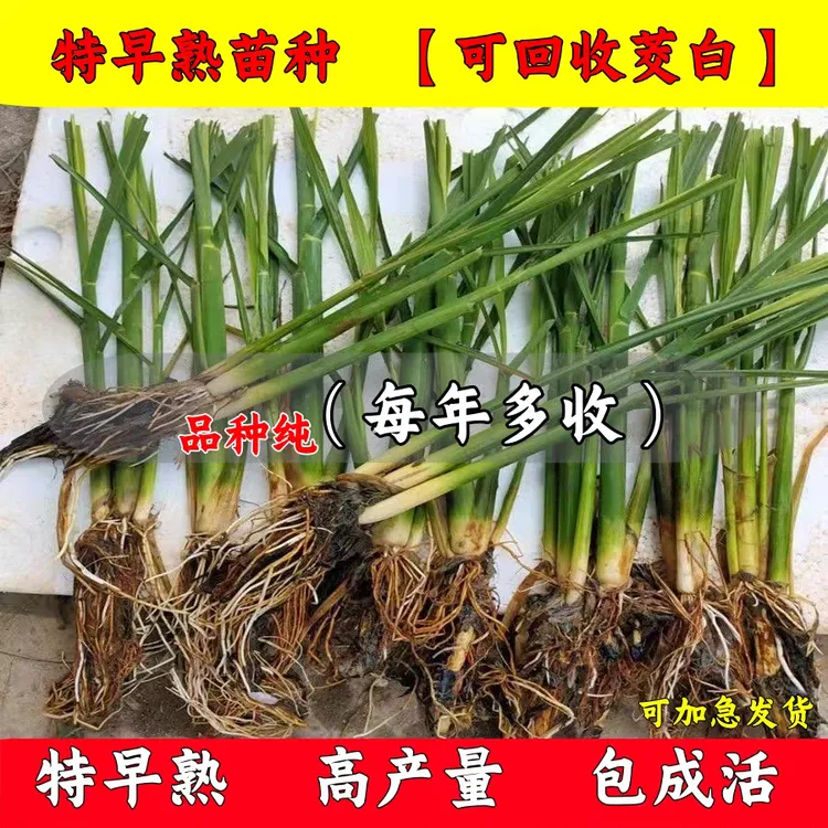 高产特早熟优质茭白种苗单季高笋苗高瓜苗种新苗盆栽蔬菜苗种植