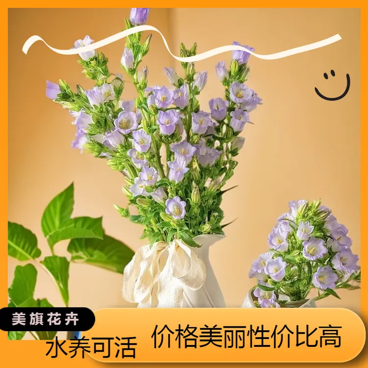【风铃花（无花瓶）】水培风铃花 云南鲜花基地，德邦空运包邮