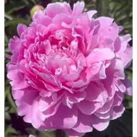 【少女妆】芍药裸根 庭院花卉