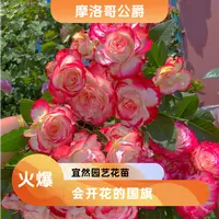 黑哥的花园摩洛哥公爵复色高杯大花抗病耐热四季开AARS奖阳台盆栽