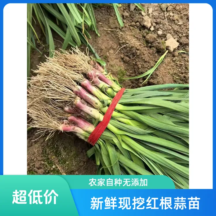 新鲜蒜苗红皮大蒜苗现挖现卖红皮蒜苗农家自种红皮青梗蒜苗包邮
