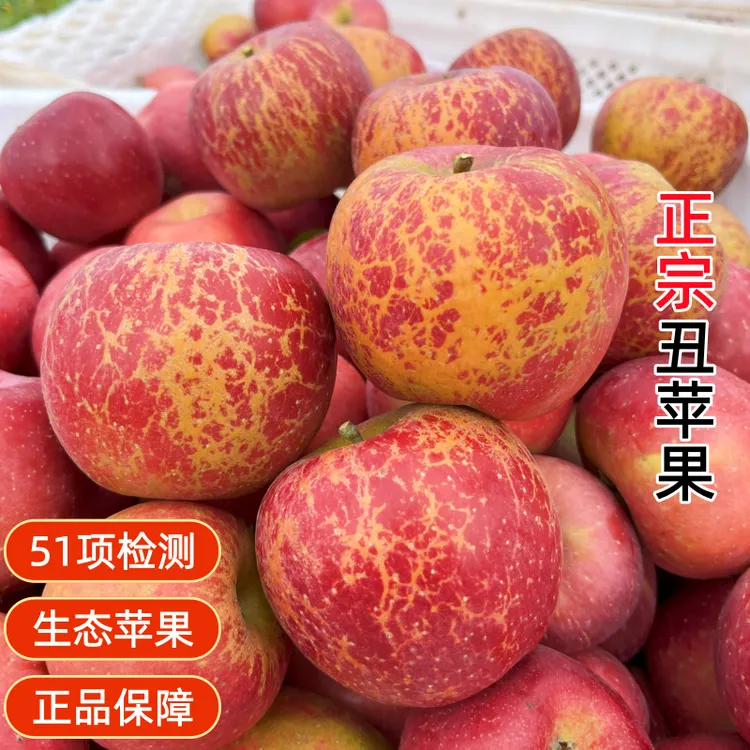 【森捞】云南昭通冰糖心丑苹果高原红富士脆甜新鲜现摘当季整箱包邮