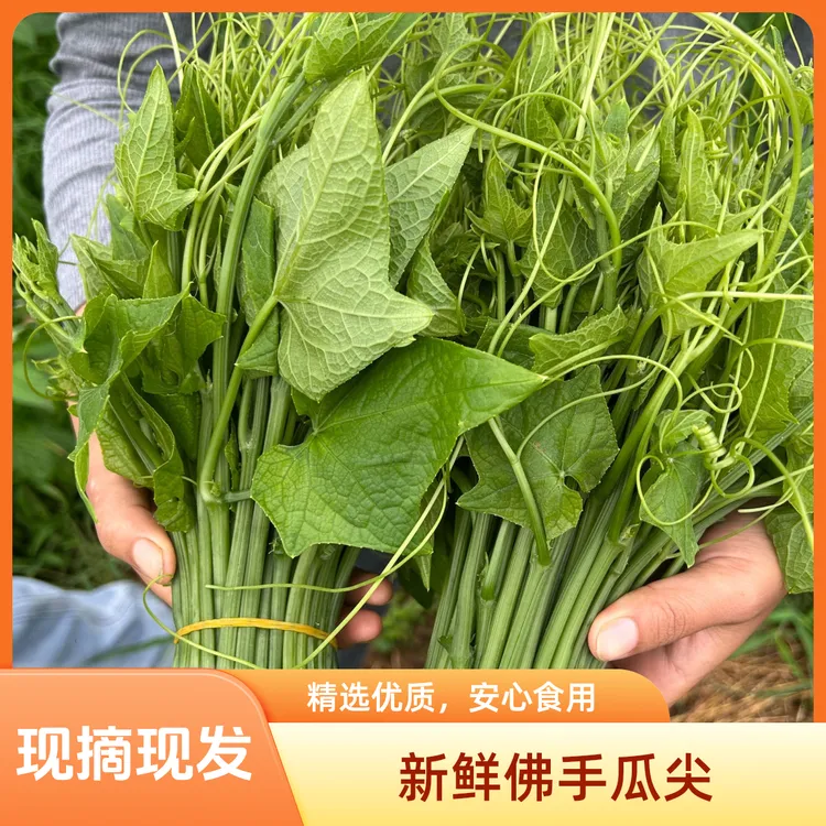 贵州新鲜佛手瓜尖龙须菜营养时令蔬菜现摘农家自种