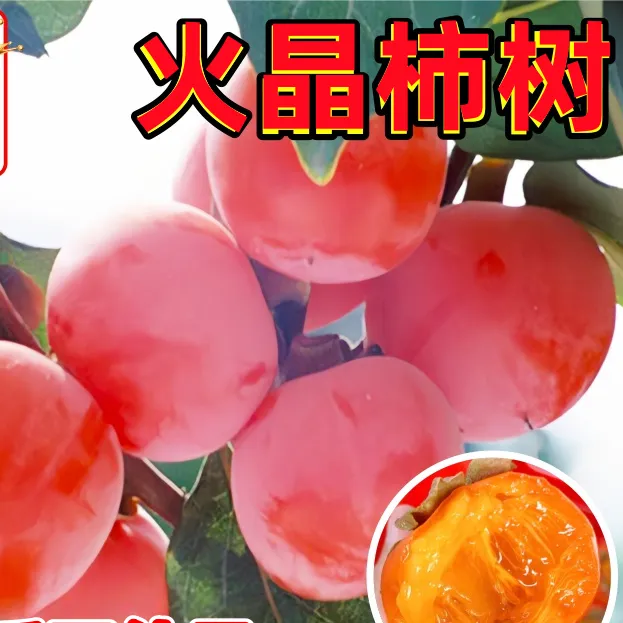 柿子苗树苗嫁接果树苗南北方种植地栽火晶柿脆甜柿子树苗