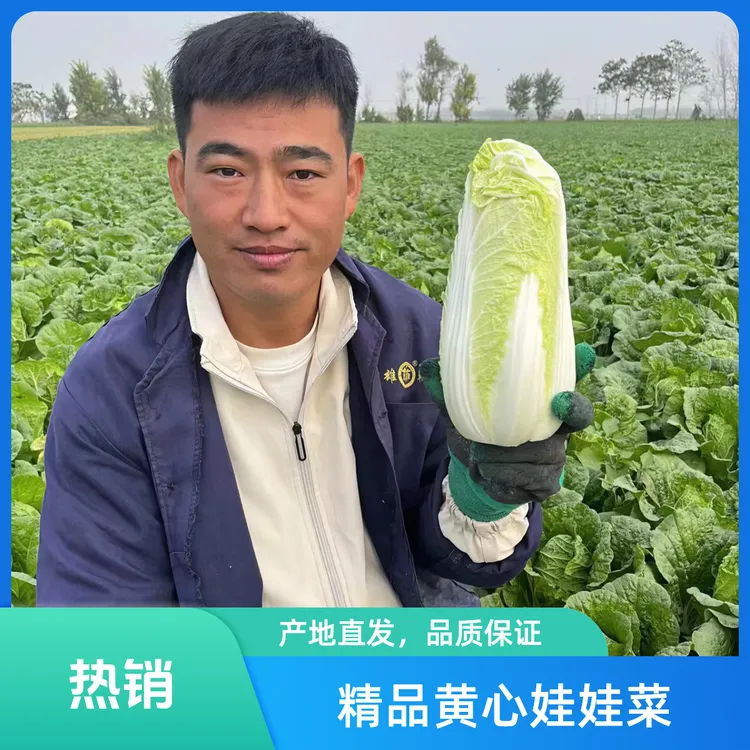 新鲜应季甘肃高原精品黄心娃娃菜现摘现发清甜软糯无筋无丝净菜