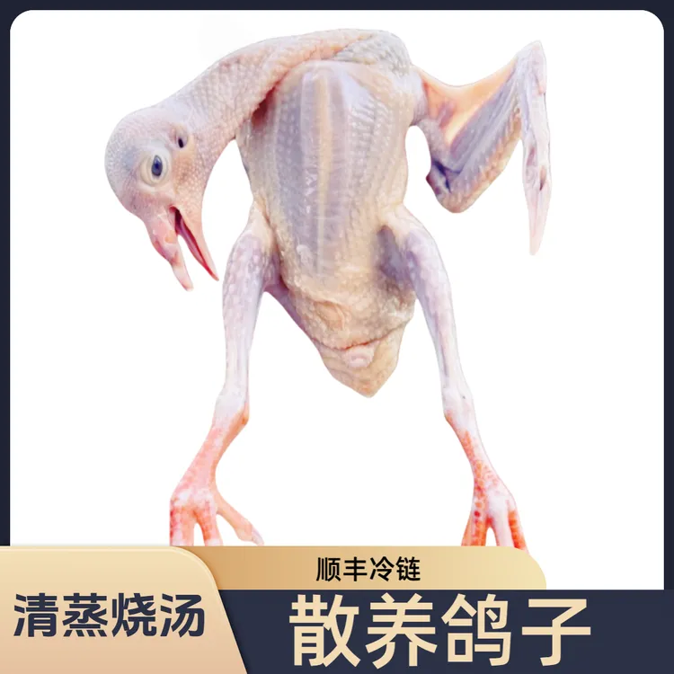 鸽子肉乳鸽生鲜土鸽子农家散养新鲜现杀小鸽子老鸽子鸽子汤6两