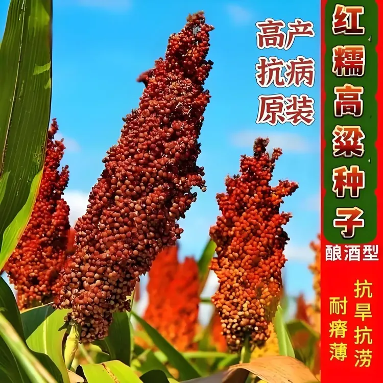 糯优一号高粱种子老品种红粘高粱种籽酿酒高粱籽高产抗病大田杂交