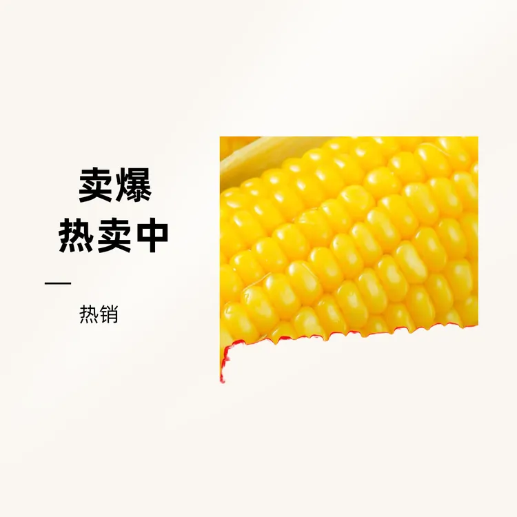 2024头茬玉米10根新鲜黄金糯九东北黄糯玉米 150-230g每支粗粮