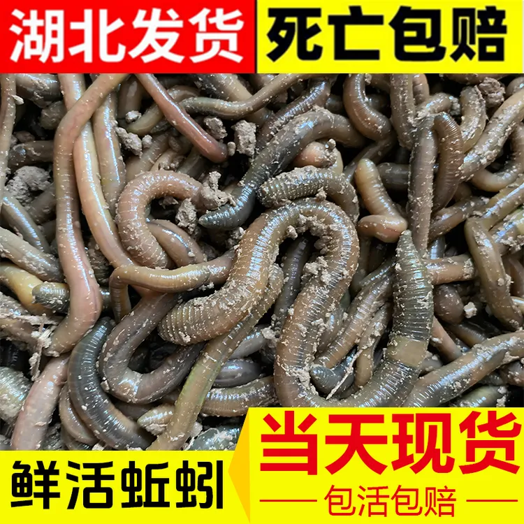 鲜活黑蚯蚓钓黄鳝活体青蚯蚓特大臭蚯蚓地龙松土蚯蚓野钓鱼饵活铒