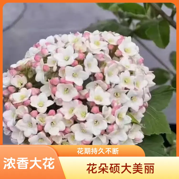 大叶布克红蕾雪球浓香木绣球适合别墅庭院种植