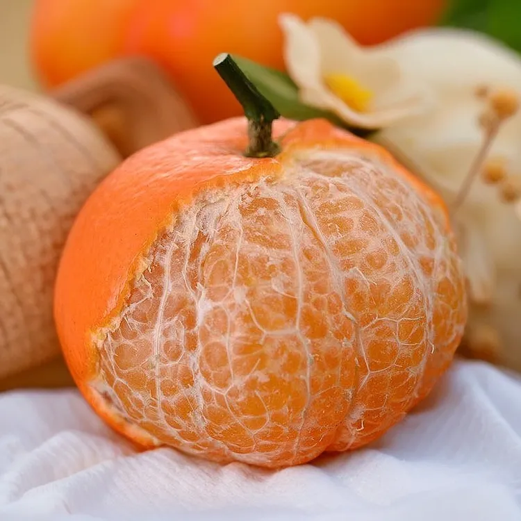 新鲜采摘柑橘应季水果产地直发云南沃柑甜多汁新鲜采摘柑橘应季水