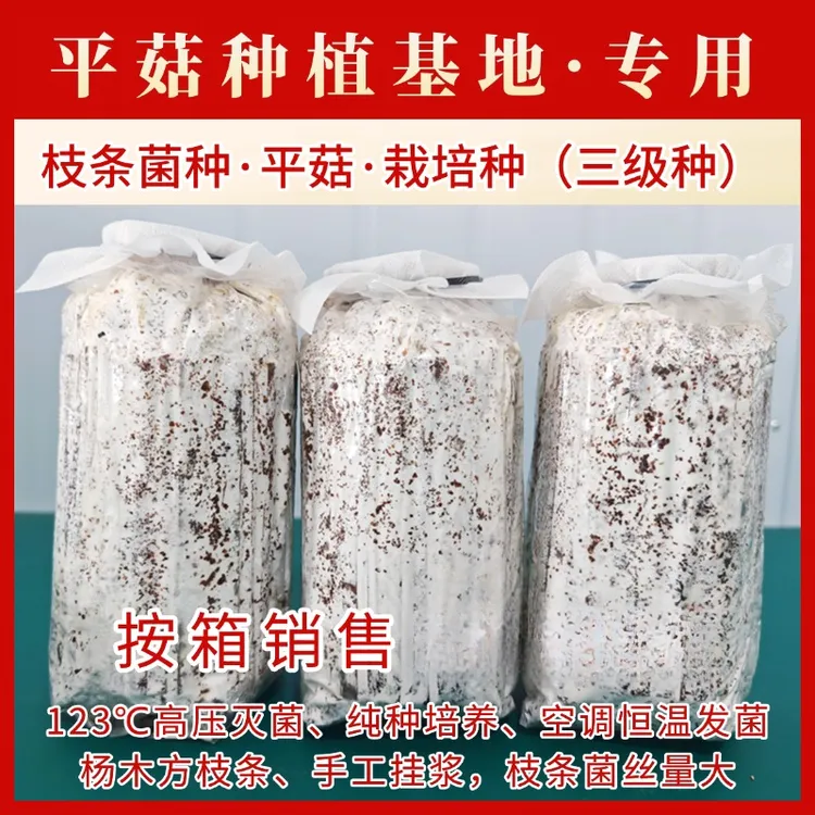 六希平菇菌种栽培种食用菌枝条三级种平菇基地春季黑色纯种培养