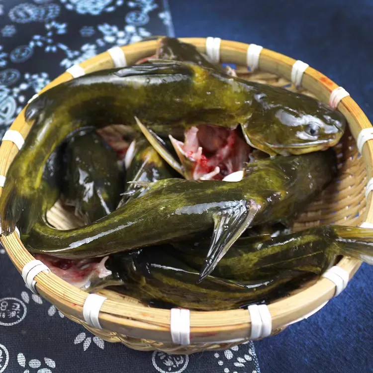 农村黄骨鱼黄辣丁黄芽头新鲜宰杀发货