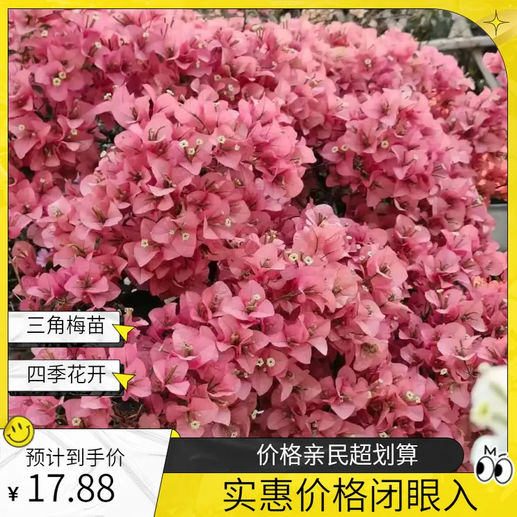 【一物一拍】三角梅低温要拍保温，不拍受冻不售后