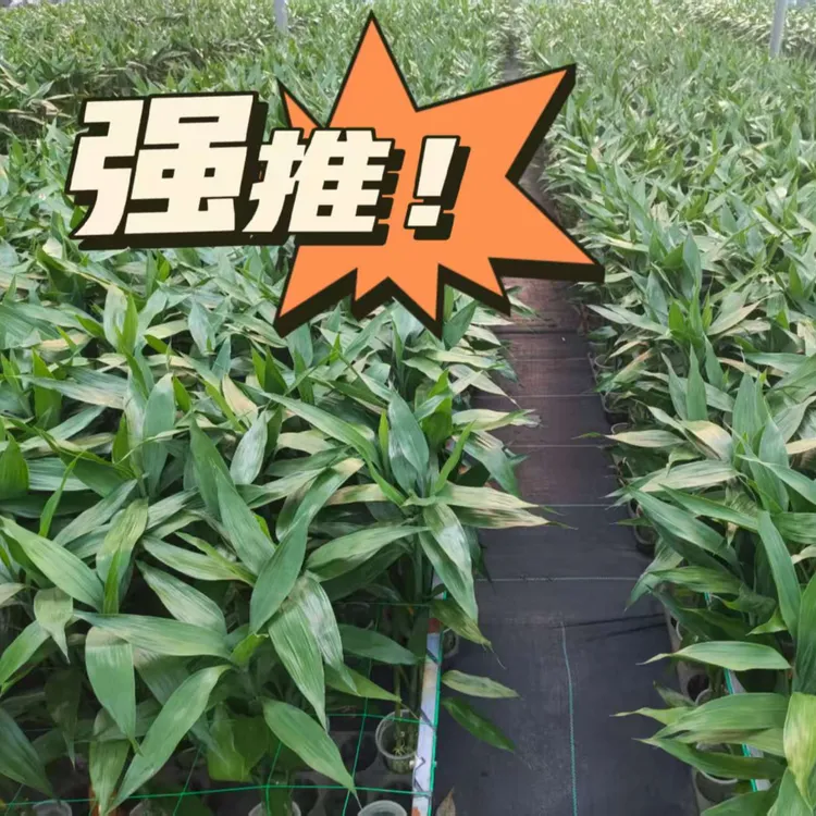 带根富贵竹室内办公室水培绿植净化空气好养活节节高