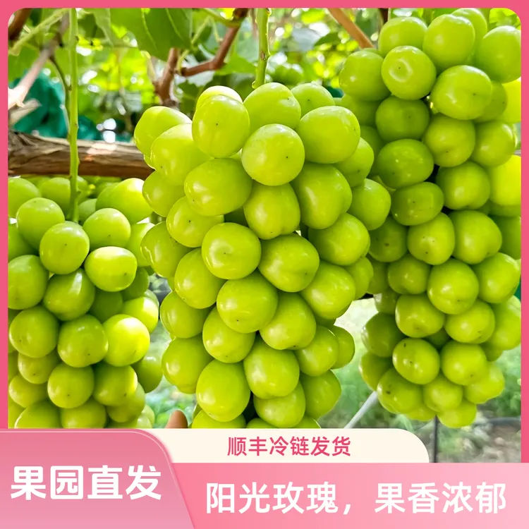 【顺丰冷链】正宗湖北公安阳光玫瑰葡萄新鲜采摘果园发货