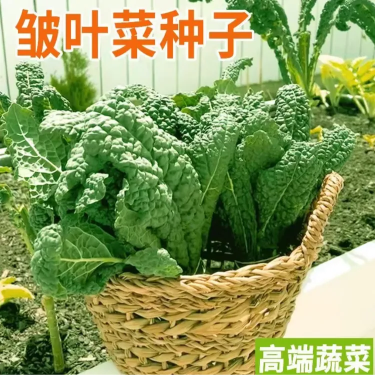 皱叶菜种子黑叶羽衣甘蓝种籽营养沙拉菜四季种植蔬菜种籽