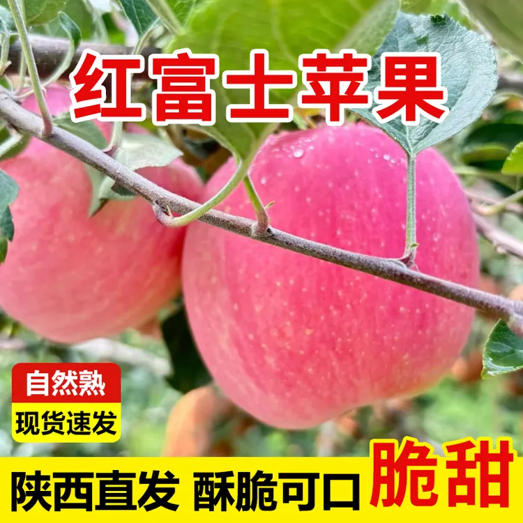 【福利试吃装陕西红富士苹果】性价比推荐尝鲜试吃装产地直发