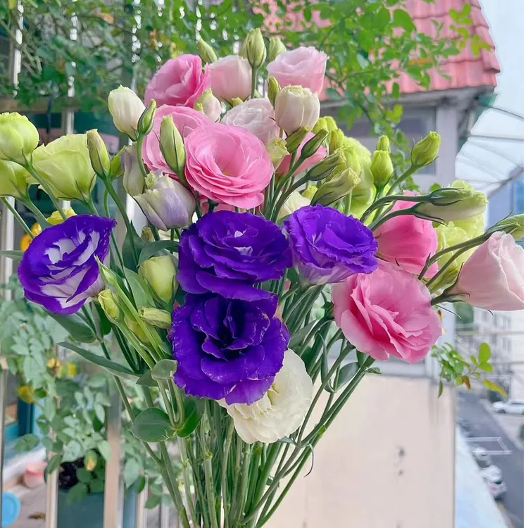 （混色洋桔梗） 东北产地直发水生鲜切花清新淡雅浪漫顺丰包邮漂亮
