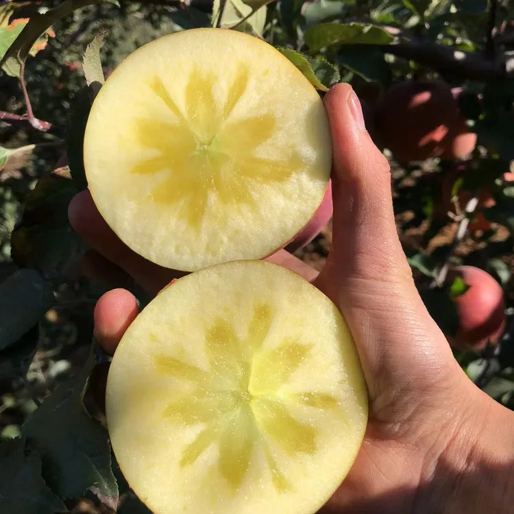 【冰糖心农家严选】云南昭通高原富士丑苹果脆甜多汁现摘现发