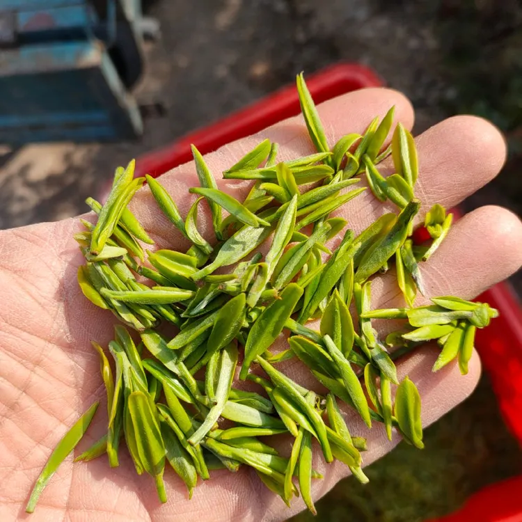 2025新茶 汤池自产自销 奶白茶