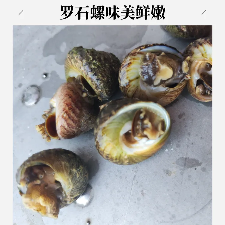 东营发货转盘罗石螺鲜活（偏腚螺）新鲜美味特色螺类