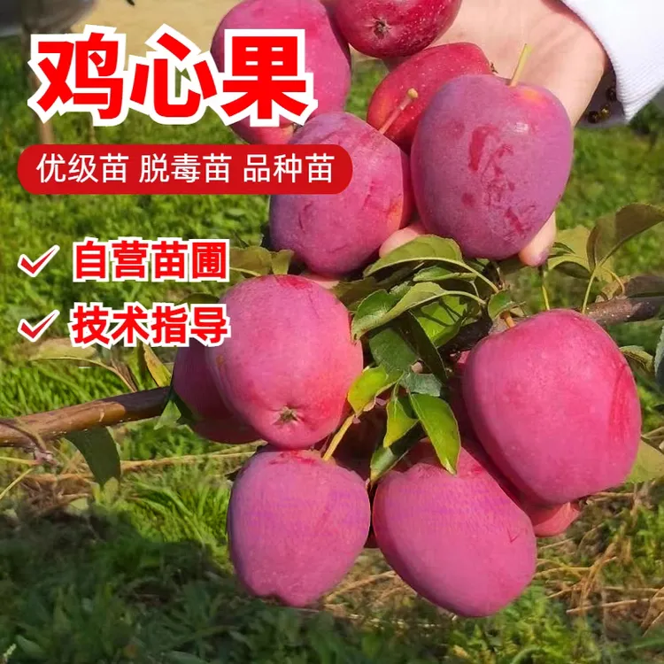 鸡心果树苗盆栽嫁接香妃海棠南方北方种植盆栽庭院种植当年结果