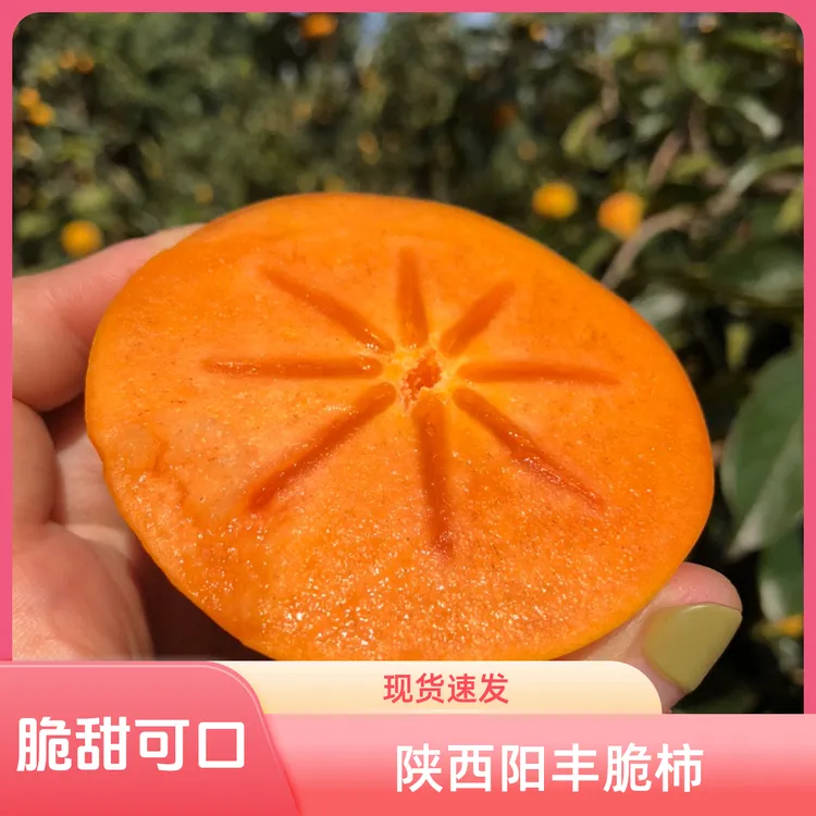 陕西巧克力脆柿子 非山西 水果脆柿子 阳丰脆柿子 甜柿子口感脆甜